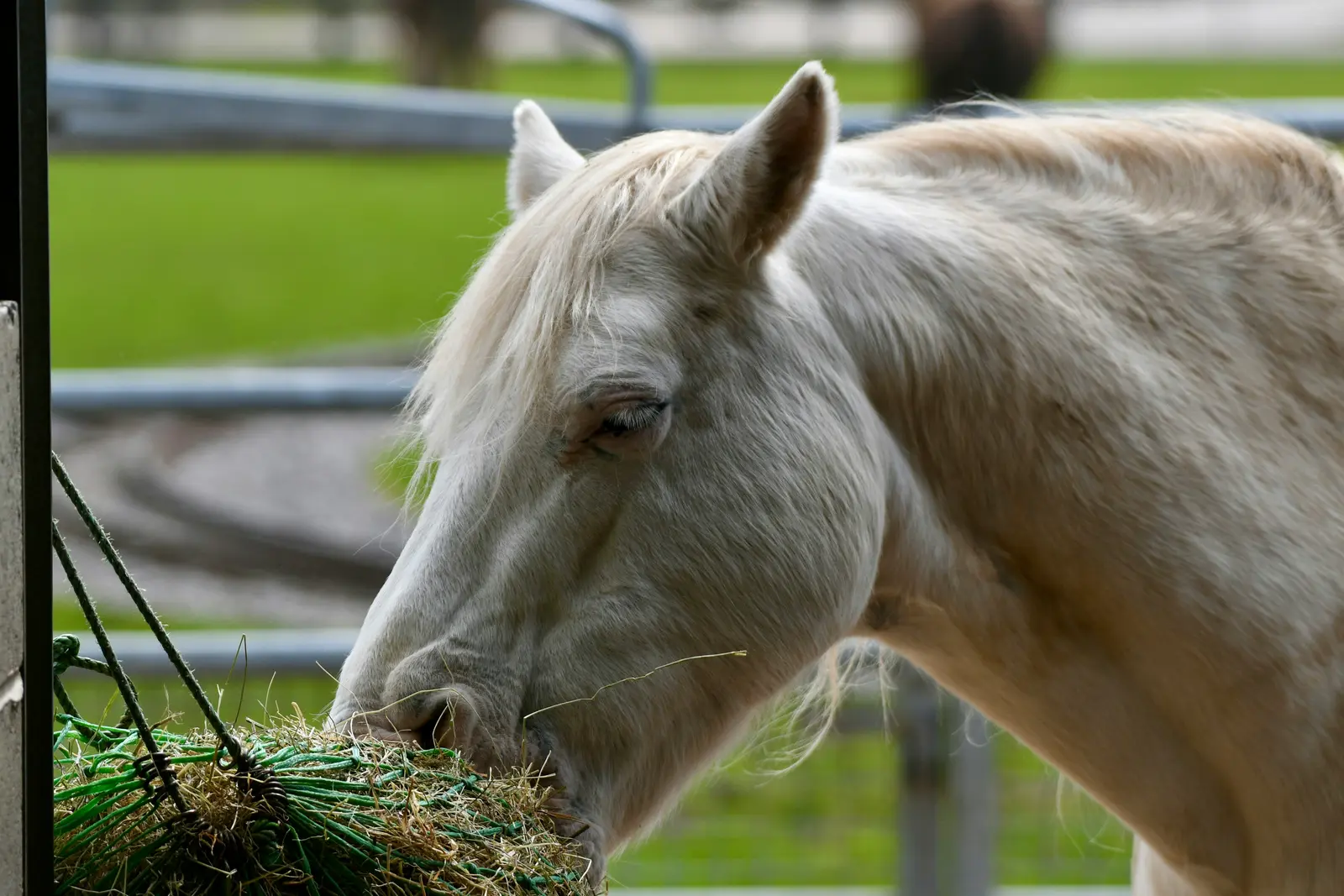Hest på marken