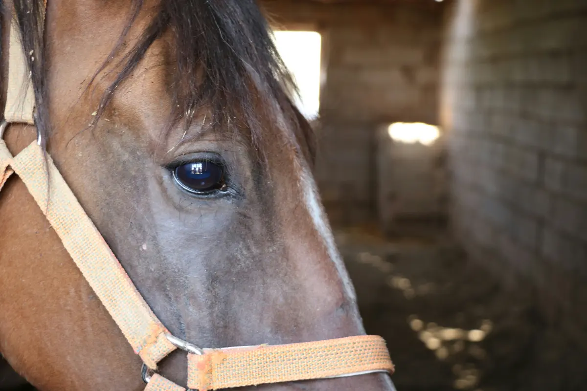 Hest med fokus på oprettelse af profil