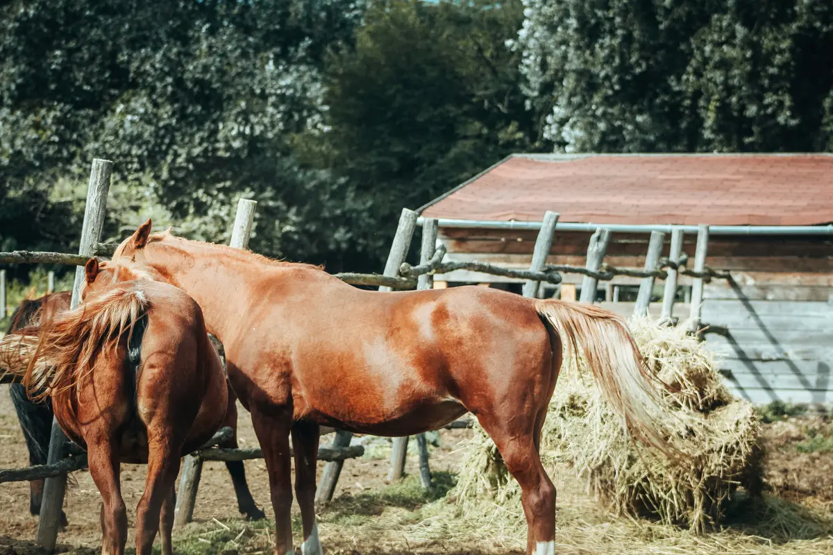 Hest med fokus på påmindelser i dagligdagen